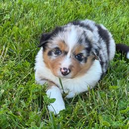 Boy 2: Blue Merle - Blue merle male Australian Shepherd puppy in St. Paul, Oregon from Raybell Ridge Farm