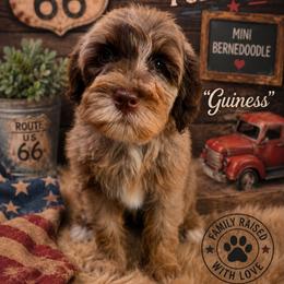 Champ - Merle male Bernedoodle puppy in Delphos, Ohio from Route 66 Puppies