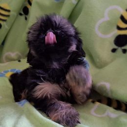 Shih Tzu Puppies from N.F.S.T Imperial ShihTzu Puppies.