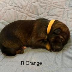 Girl 4 - German Shepherd puppy from Von Cluskey German Shepherds