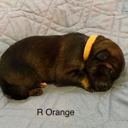 Girl 4 - German Shepherd puppy from Von Cluskey German Shepherds