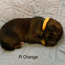 Girl 4 - German Shepherd puppy from Von Cluskey German Shepherds