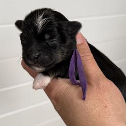 Purple Collar (Princess Peach) - Black and white female Havanese puppy in Silverton, Oregon from PNW Havanese