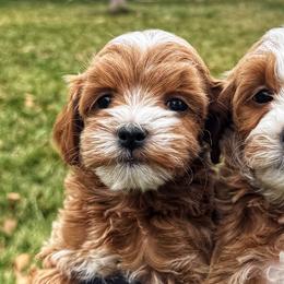 Charlotte - Red  female Goldendoodle puppy in Bountiful, Utah from Red Brick Doodles