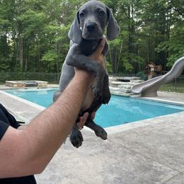 Great Dane Puppies from Starlight Danes