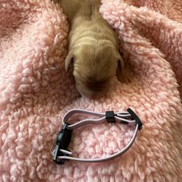 Purple - Yellow female Labrador Retriever puppy in Weare, New Hampshire from Emily's Labrador Retrievers