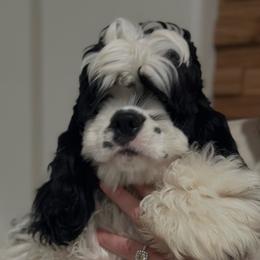Bronx - Cocker Spaniel