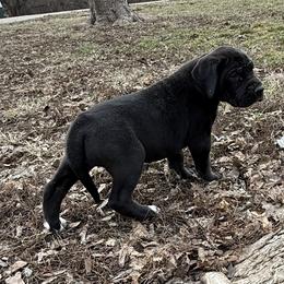 Girl 4 - Black and white female Great Dane puppy in Indianola, Iowa from Bull West Kennels