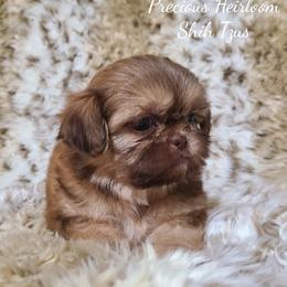 Shih Tzu Puppies from Precious Heirloom Shih Tzus