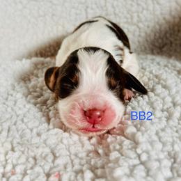 BB2 - Tri-Roan male English Springer Spaniel puppy in Britton, South Dakota from K&S Canines
