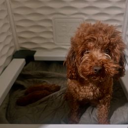 Poodle puppies from Red Toy Poodle World