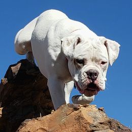 DD - Olde English Bulldogge