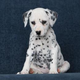 Girl 3 - female Dalmatian puppy in Cottage Grove, Oregon from Hidden Hills Dalmatians