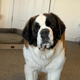 Saint Bernard puppies from Thunder Keg St. Bernards