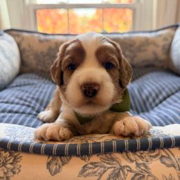 Chandler - Caramel red male Australian Labradoodle puppy in Summerfield, North Carolina from Four Oaks Labradoodles