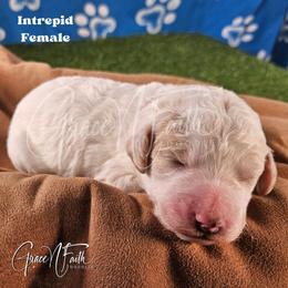 Intrepid - Parti female Goldendoodle puppy in Peyton, Colorado from Grace N Faith Doodles