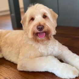 Mac - Australian Labradoodle