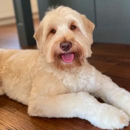 Mac - Australian Labradoodle
