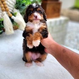 Kit - Blue merle male Bernedoodle puppy in Dothan, Alabama from Farquharson's Poodles&Doodles