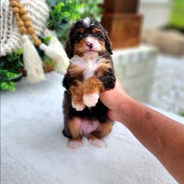 Kit - Blue merle male Bernedoodle puppy in Dothan, Alabama from Farquharson's Poodles&Doodles
