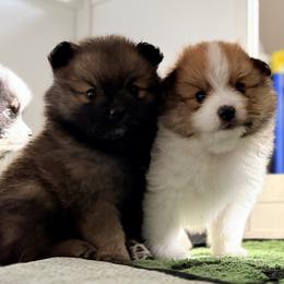 Stella - Orange sable female Pomeranian puppy in Atlanta, Georgia from Merle Paws Pomeranians