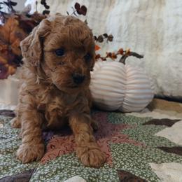Donna - Red  female Poodle puppy in Blanch, North Carolina from Faithful Hearts Kennel