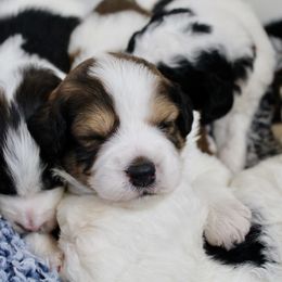 Bernedoodle, Goldendoodle, and Poodle Puppies from Raintree Standard Poodles & Mini Doodles