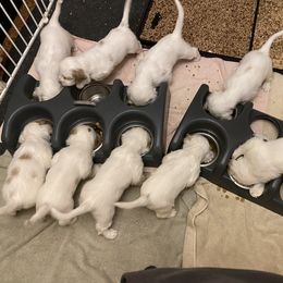Clumber Spaniel Puppies from Lemontree Clumbers