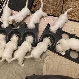 Clumber Spaniel Puppies from Lemontree Clumbers
