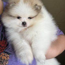 Juju - Orange parti male Pomeranian puppy in Ector, Texas from BB Pomeranians