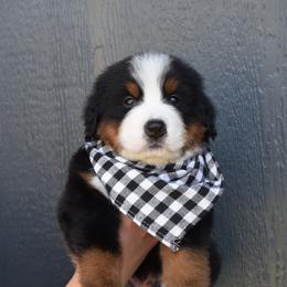 Bernese Mountain Dog Puppies from Breakfield Berners