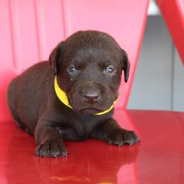 Thistle - Chocolate male Labrador Retriever puppy in Camden, Indiana from Camden's Caring Canines