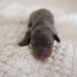 Pepper - Dapple female Dachshund puppy in Indiantown, Florida from Turquoise River Minature Dachshunds