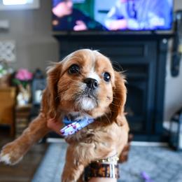 Chad - Ruby male Cavalier King Charles Spaniel puppy in Guthrie, Kentucky from Happy Tail Puppies