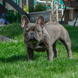 Poppy - French Bulldog