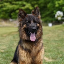 Ultra - German Shepherd