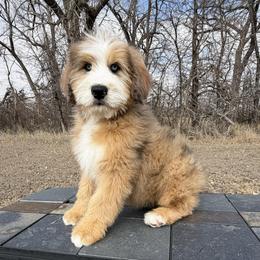 Brazil - Chocolate merle female Bernedoodle puppy in Sioux Falls, South Dakota from WhiskeyCreek Doodles