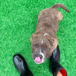 Fuji - Blue brindle male American Bully puppy in Puyallup, Washington from Gamer Bullyz