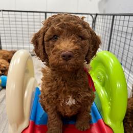 Woody - Red  male Goldendoodle puppy in Moreno Valley, California from Rainbow SoCal Doodles