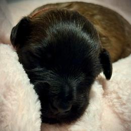 Pink - Wheaten female Soft Coated Wheaten Terrier puppy in Gordonville, Texas from Serenity Valley Wheatens