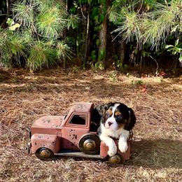 Cavalier King Charles Spaniel Puppies from Ohana Cavalier King Charles Spaniels