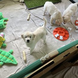 Golden Retriever Puppies from Mia Ragazza Golden Retrievers