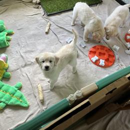 Golden Retriever Puppies from Mia Ragazza Golden Retrievers