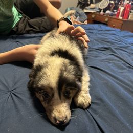 Jimmy - Blue merle Toy Australian Shepherd puppy in Marshall, Missouri from Schuber's Stockdogs