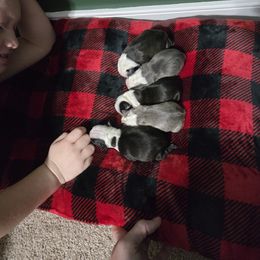 Boston Terrier Puppies from Howell Terriers