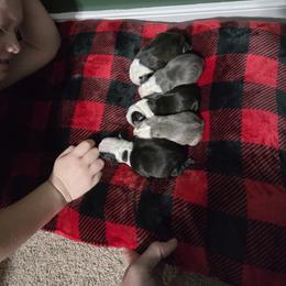 Boston Terrier Puppies from Howell Terriers