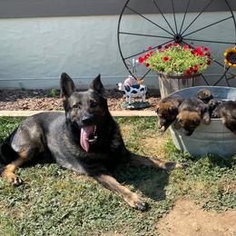 German Shepherds from 307 German Shepherds