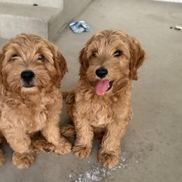 Goldendoodle and Labrador Retriever Puppies from BV Labs & Doodles