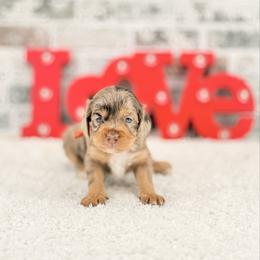Bingo - Merle female Australian Labradoodle puppy in Taylor, Michigan from Mi Best Doodle Ever, LLC