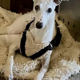 Whippets from Sonsteby